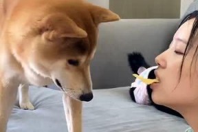 娱乐吃瓜汪星人是谁的小说,揭秘娱乐圈背后的萌宠传奇